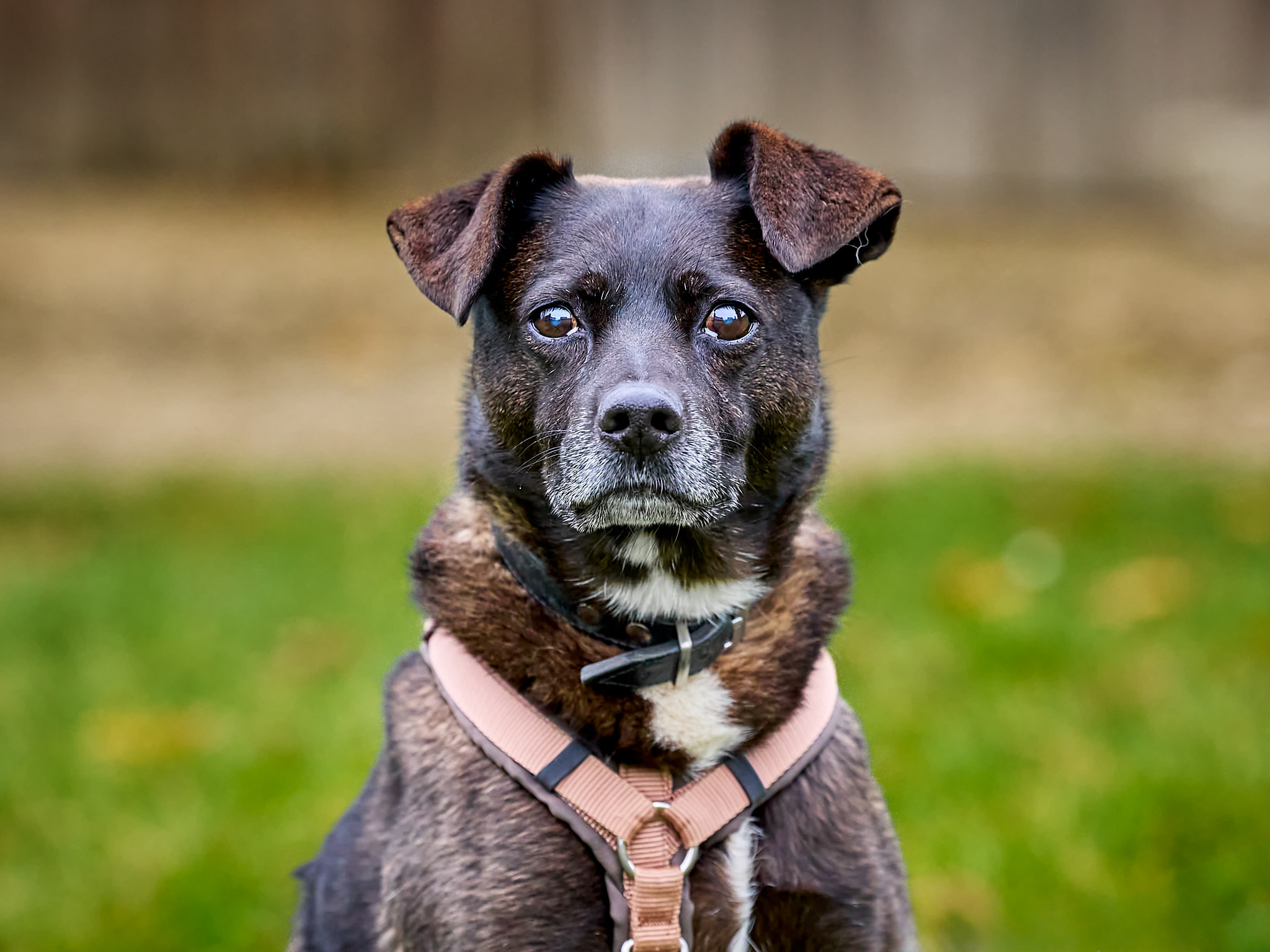 Marley_6M20418_Annabelle_Felusch_Nov. 10 2024.jpg Marley_6M20418_Annabelle_Felusch_Nov. 10 2024.jpg